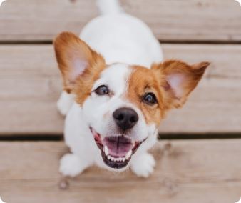 Wellness & Preventative Care