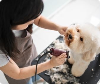 Pet Grooming