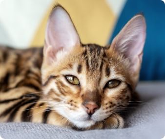 Diagnostic Imaging & Radiology